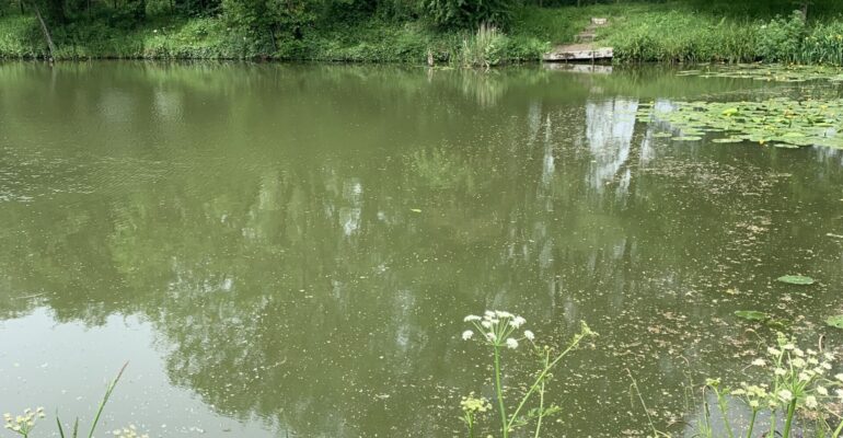 Perry Street Pond